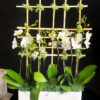 Luxe Orchids Design 2