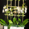 Luxe Orchids Design 2 - Image 2