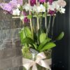 Mix of Mini Orchids