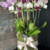 Mix of Mini Orchids - Image 3