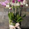 Mix of Mini Orchids - Image 2