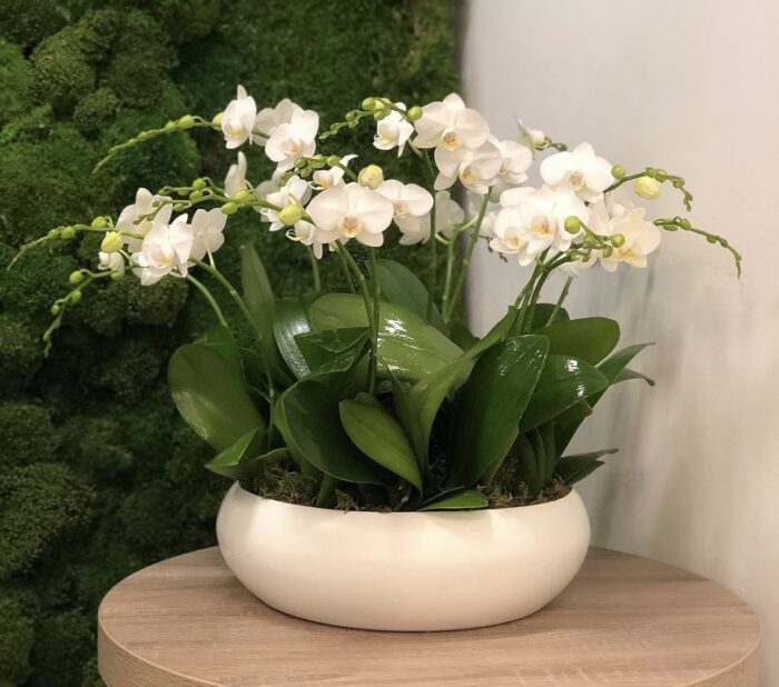 Mini orchids on ceramic vase