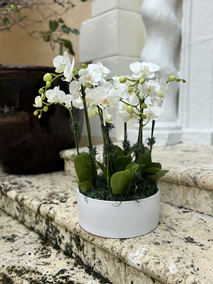 Mini white orchids in a ceramic vase - Image 2