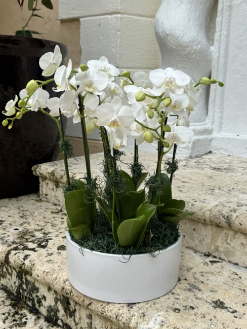 Mini white orchids in a ceramic vase