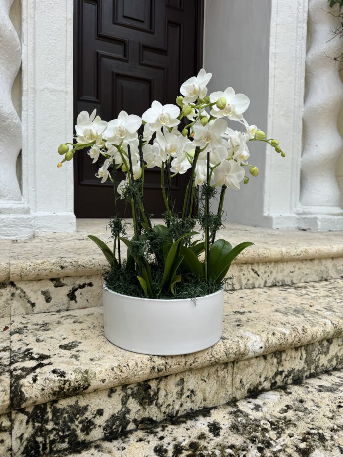 Mini white orchids in a ceramic vase - Image 3
